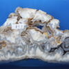 Flower Agate