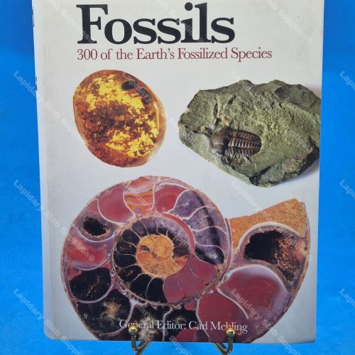 Fossils 300 of the Earth's Fossilized Species