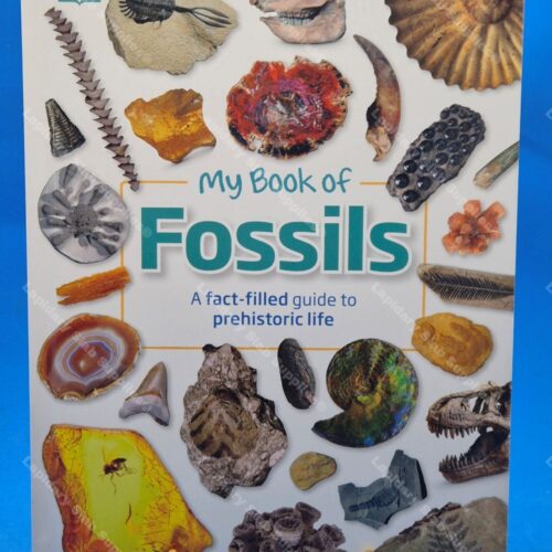 My Book of Fossils