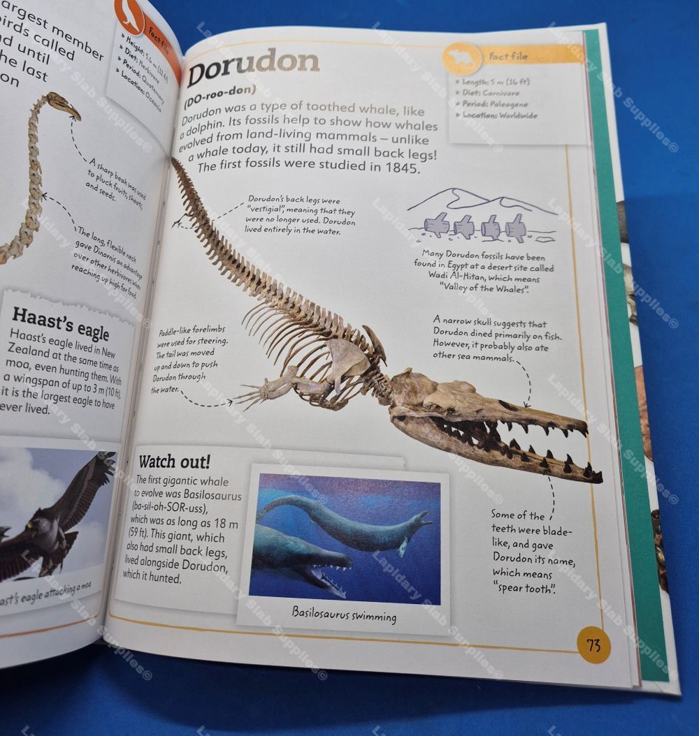 My Book of Fossils - Image 2